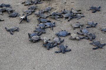 Obraz premium Chelonia Mydas. Newborn baby black green sea turtle running on the beach sands in Mediterranean Sea.