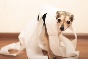 Doggy toilet, little puppy in paper rolls