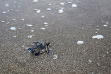 Chelonia Mydas.  Newborn baby black green sea turtle running on the beach sands in Mediterranean Sea.