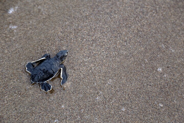 Chelonia Mydas.  Newborn baby black green sea turtle running on the beach sands in Mediterranean Sea.
