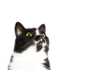Black and white, surprised cat, looking up isolated on white background