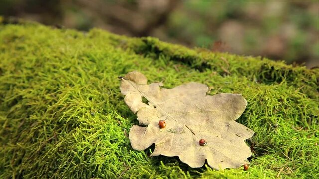 Ladybugs crawling on a dry oak leaf on a stump in the woods HD