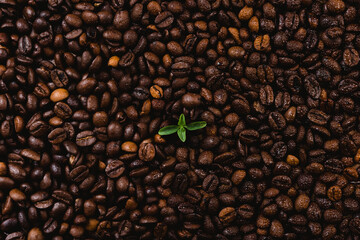 coffee plant being born in a mountain of coffee beans