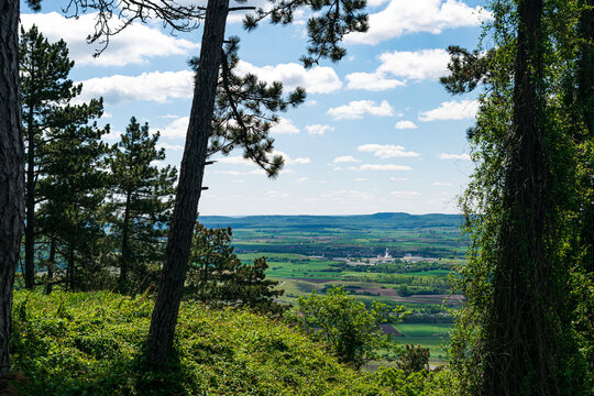 trees in the forest