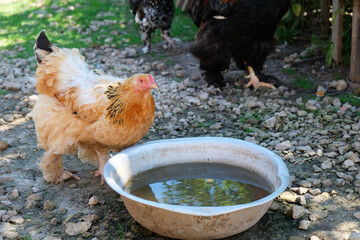 Domestic chicken drinks water, close-up.