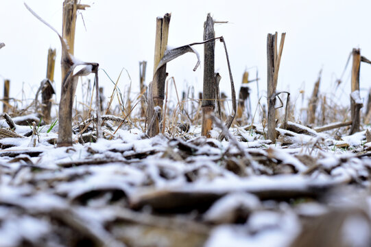 Close Up Of Corn Stubble And First Snow.