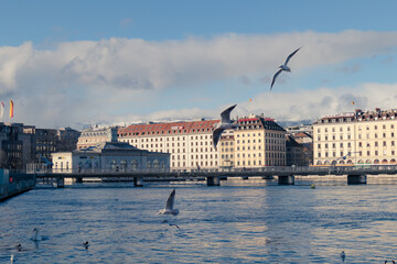 geneva and birds in winter