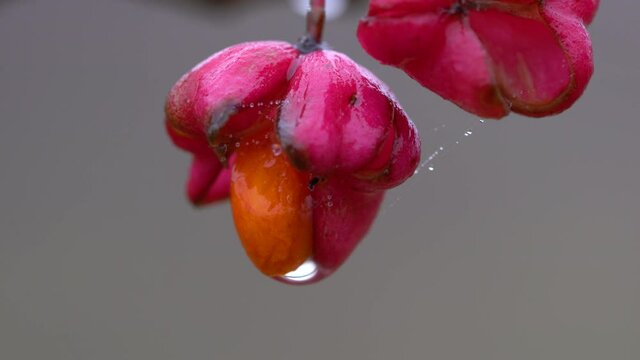 Ripe fruits of Spindle Tree (Euonymus europaeus) - (4K)