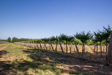 vineyards of fresh grapes