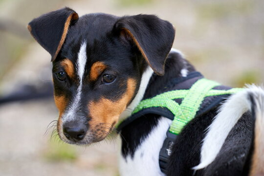 Jack Roussel Terier Welpe