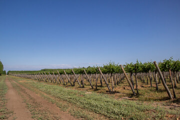 Fototapeta na wymiar vineyards of fresh grapes