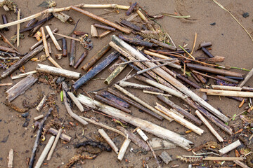 Dry twigs and sticks lie on the wet sand on the river bank.