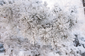 Winter landscape fresh snow