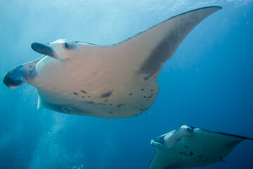 Two Manta Rays (Mobula alfredi) above a coral reef in the Maldives