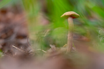 Obraz premium Seta, micología, hongo.