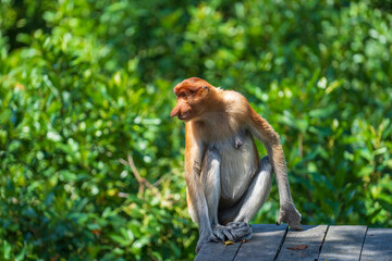Family of wild Proboscis monkey or Nasalis larvatus, in the rainforest of island Borneo, Malaysia, close up
