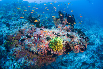 Naklejka na ściany i meble Beautiful hard and soft corals of the Maldives coral reefs