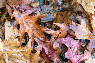 autumn leaves on the ground