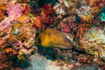 Close up, macro: Mediterranean moray (Muraena helena), also known as the Saint Helena moray