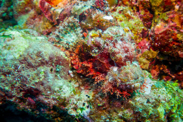 Naklejka na ściany i meble Macro close up of a scorpion fish (Scorpaenidae) in the maldives