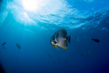 Fototapeta na wymiar Bat Fish (Platax) in the Maldives