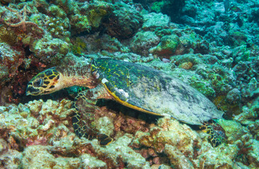 Hawksbill Sea Turtle (Eretmochelys imbricata) in the beautiful coral reefs of the Maldives