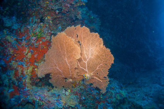 Gorgonia flabellum, venus fan - Beautiful hard and soft corals of the Maldives coral reefs