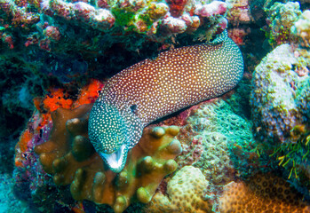 Naklejka na ściany i meble Close up, Macro: Laced moray(Gymnothorax favagineus), underwater foto