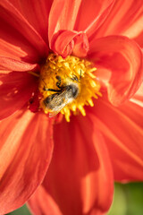 A bee collects nectar from a red flower bud.
