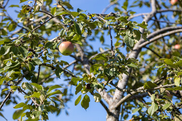Ripe apple hangs on a branch against the blue sky.