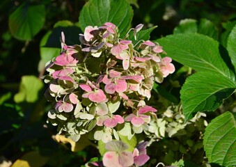 Obraz premium Hortensienblüte im Herbst