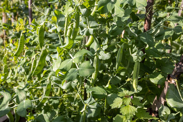 Pea vines grow densely in the garden.
