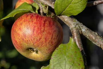 A large ripe apple has ripened on a branch.