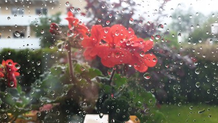 Blumen