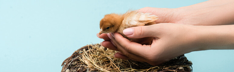 Cropped view of woman holding cute small fluffy chick near nest on blue background, banner © LIGHTFIELD STUDIOS
