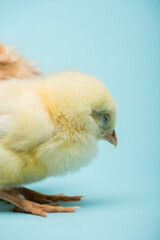 Cute small fluffy chick on blue background