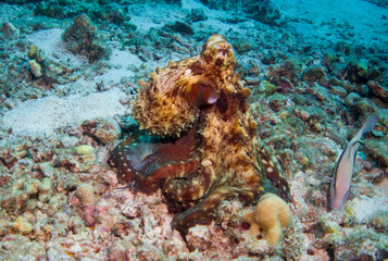 Naklejka na ściany i meble Underwater Life: Common Octopus (Octopus Vulgaris) underwater foto in the Maldives, Octopus outside, swimming