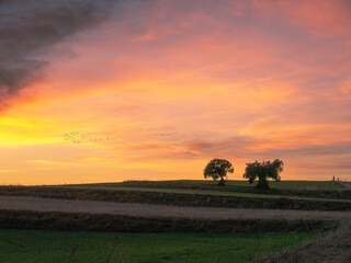 SUNSET IN A WHEAT FIELD WITH A NICE OLIVE TREE IN THE MIDDLE