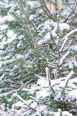 Christmas tree branches covered with snow in the Park. New year concert. Close up with place for text.