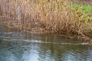 Reeds or Scirpus. Genus of perennial and annual plants of the Cyperaceae family © ironstuffy