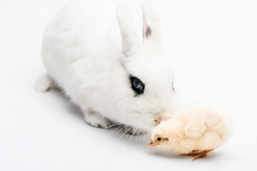 Cute rabbit with black eye near carrot on white background