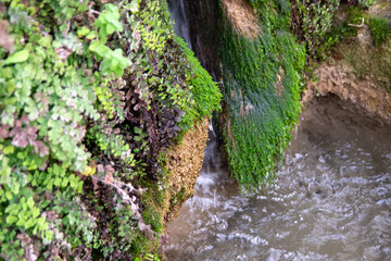 Arroyo con musgo