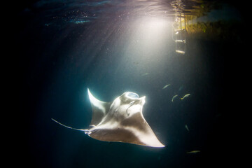 Manta Ray (Mobula alfredi) feeding plankton during a night dive with a source of light in the...