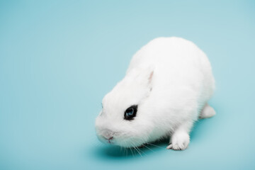 cute white rabbit with black eye on blue background