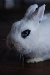 Cute rabbit with black eye on dark background