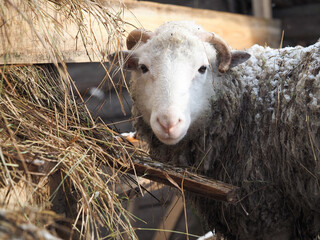White sheep at the hay trough. Portrait of an animal