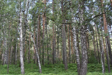 Fototapeta premium trees in the forest