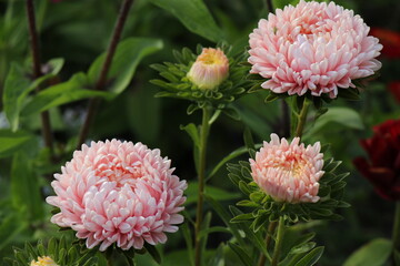 pink aster flowers