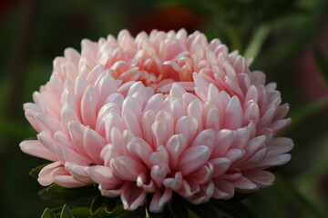 pink aster flower in garden	