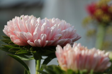pink aster flower